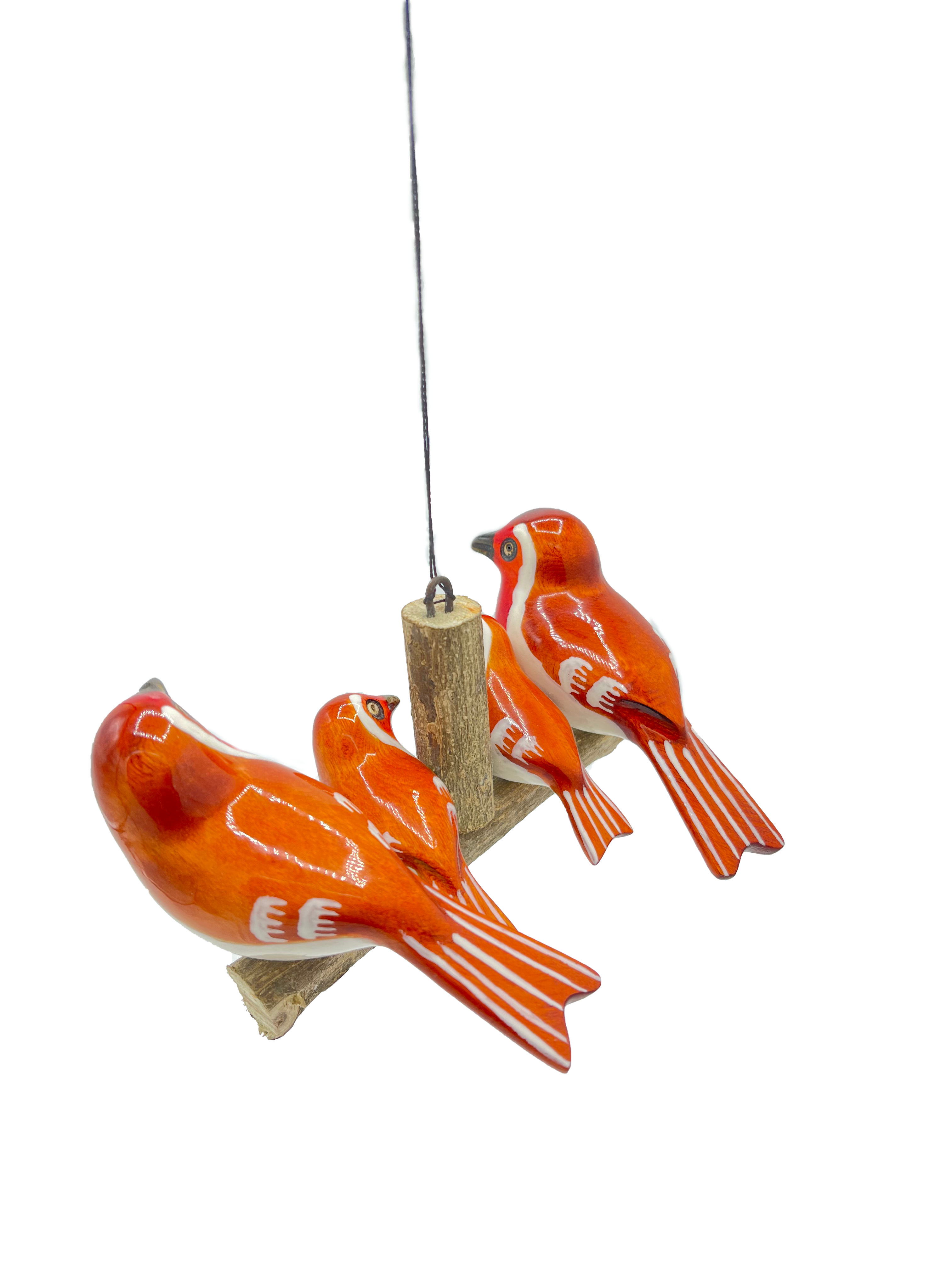 Robin family of four