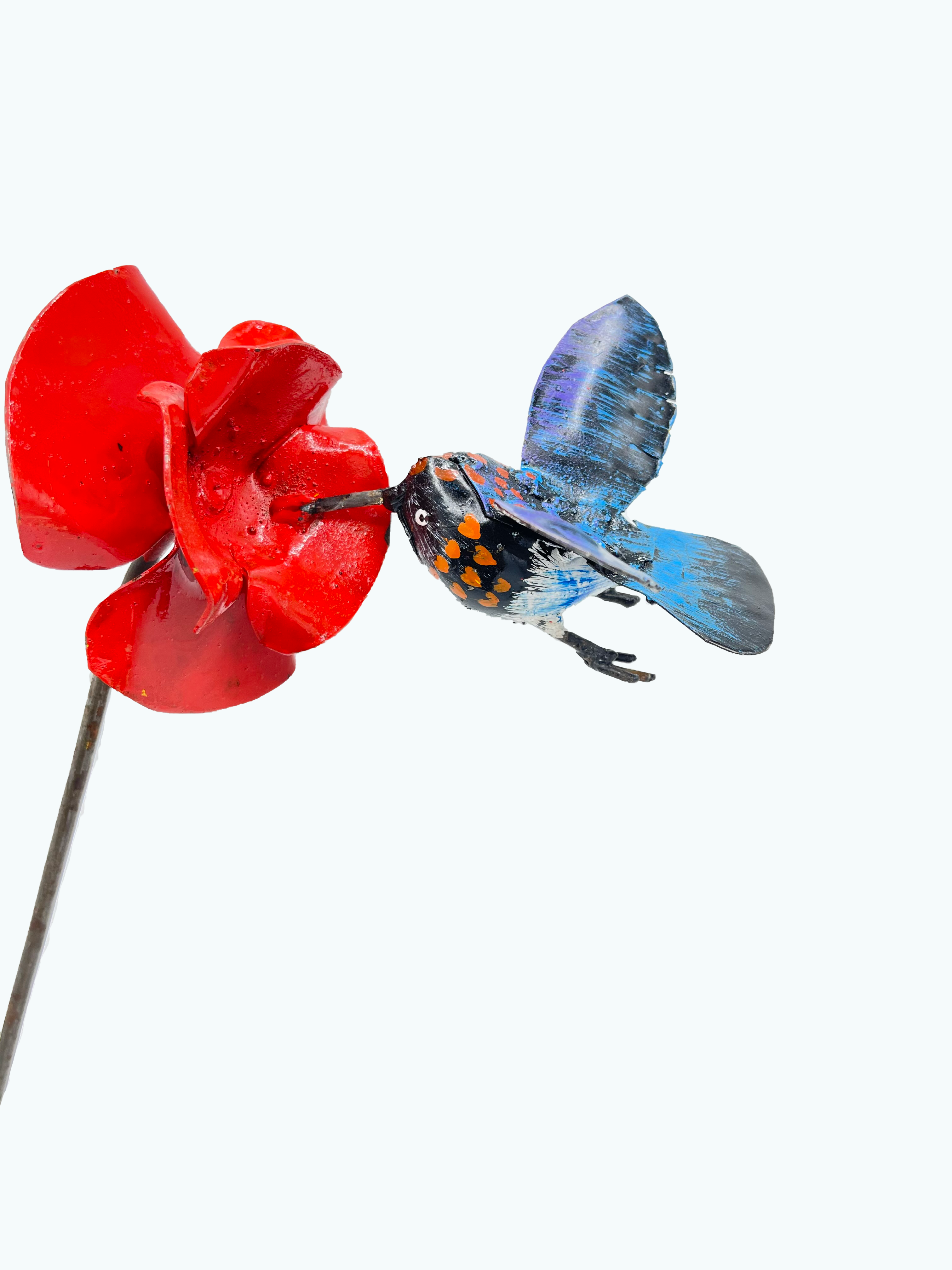 Broad-billed Hummingbird on a flower