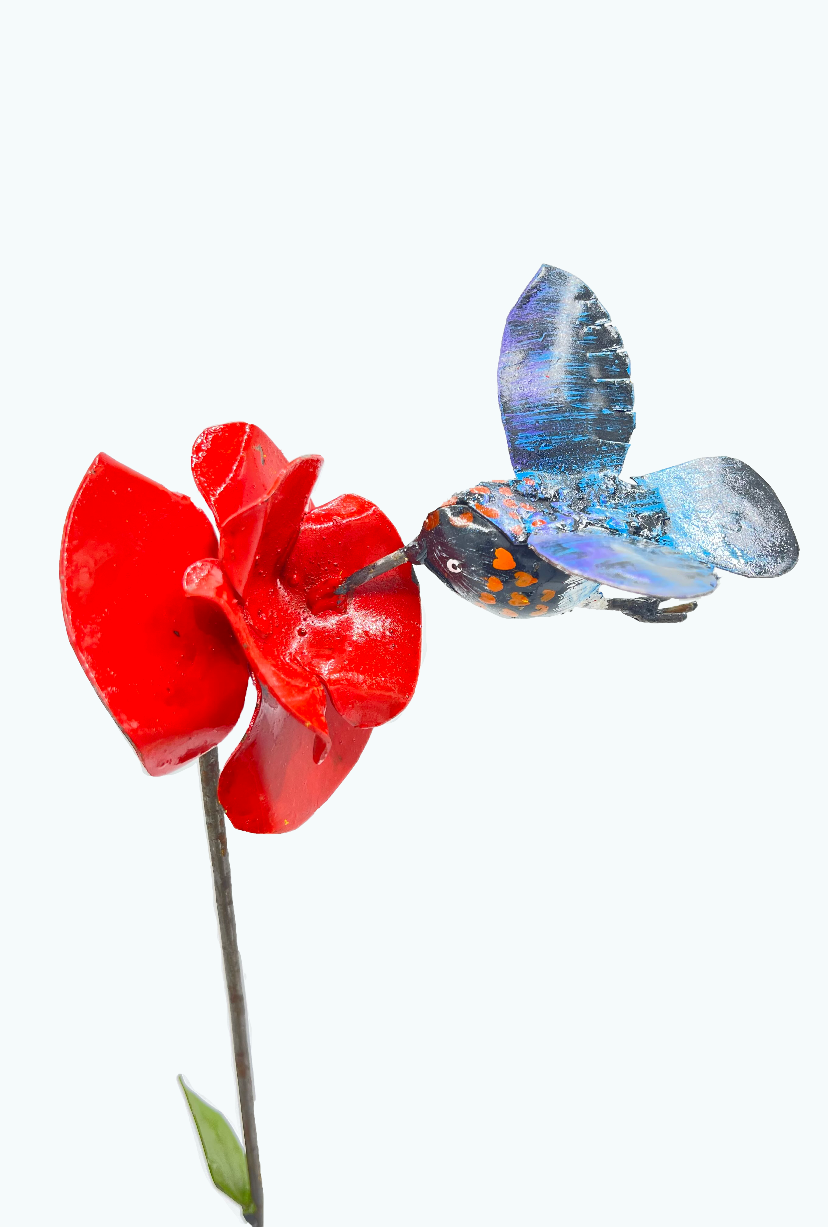 Broad-billed Hummingbird on a flower