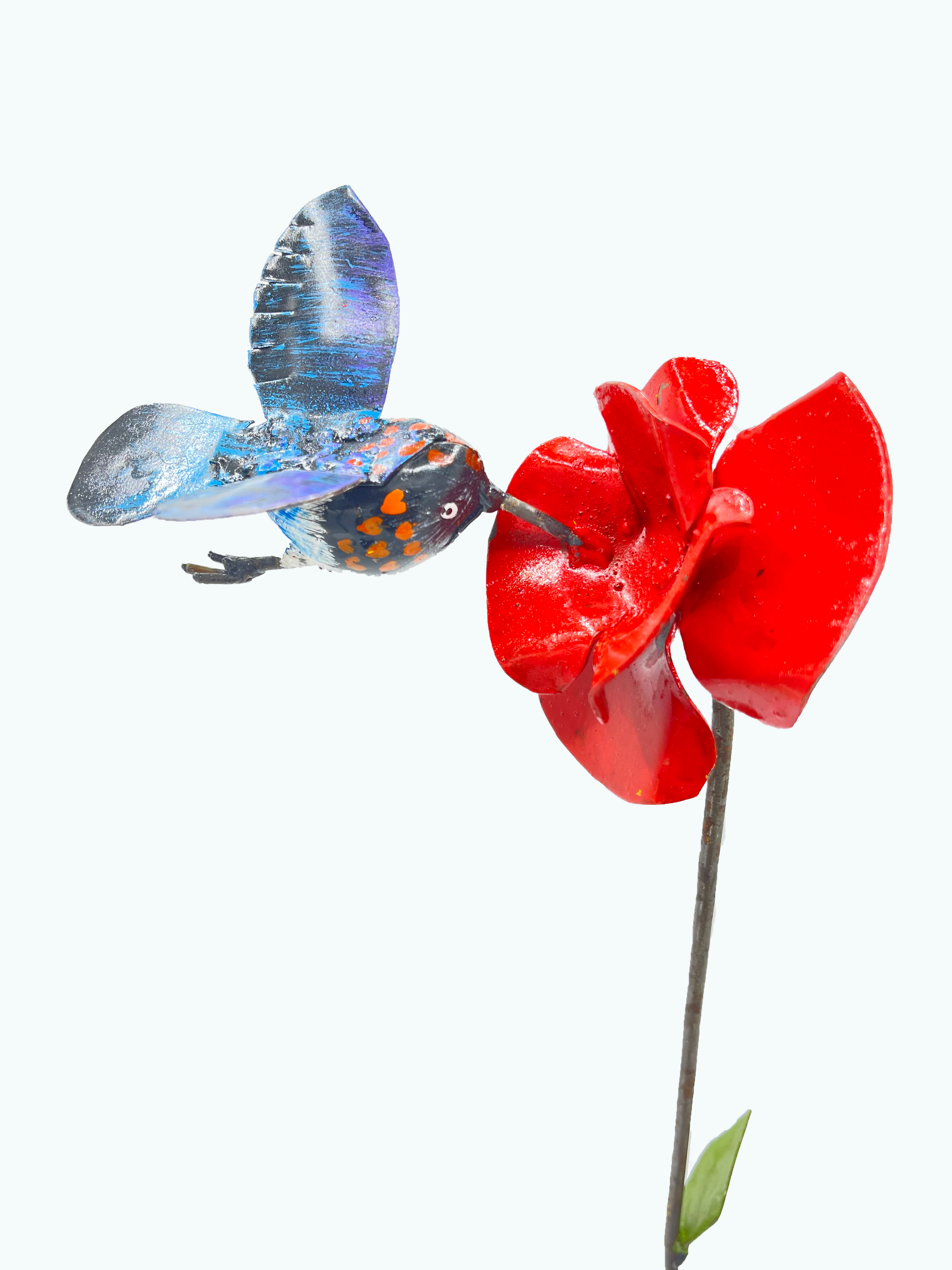 Broad-billed Hummingbird on a flower