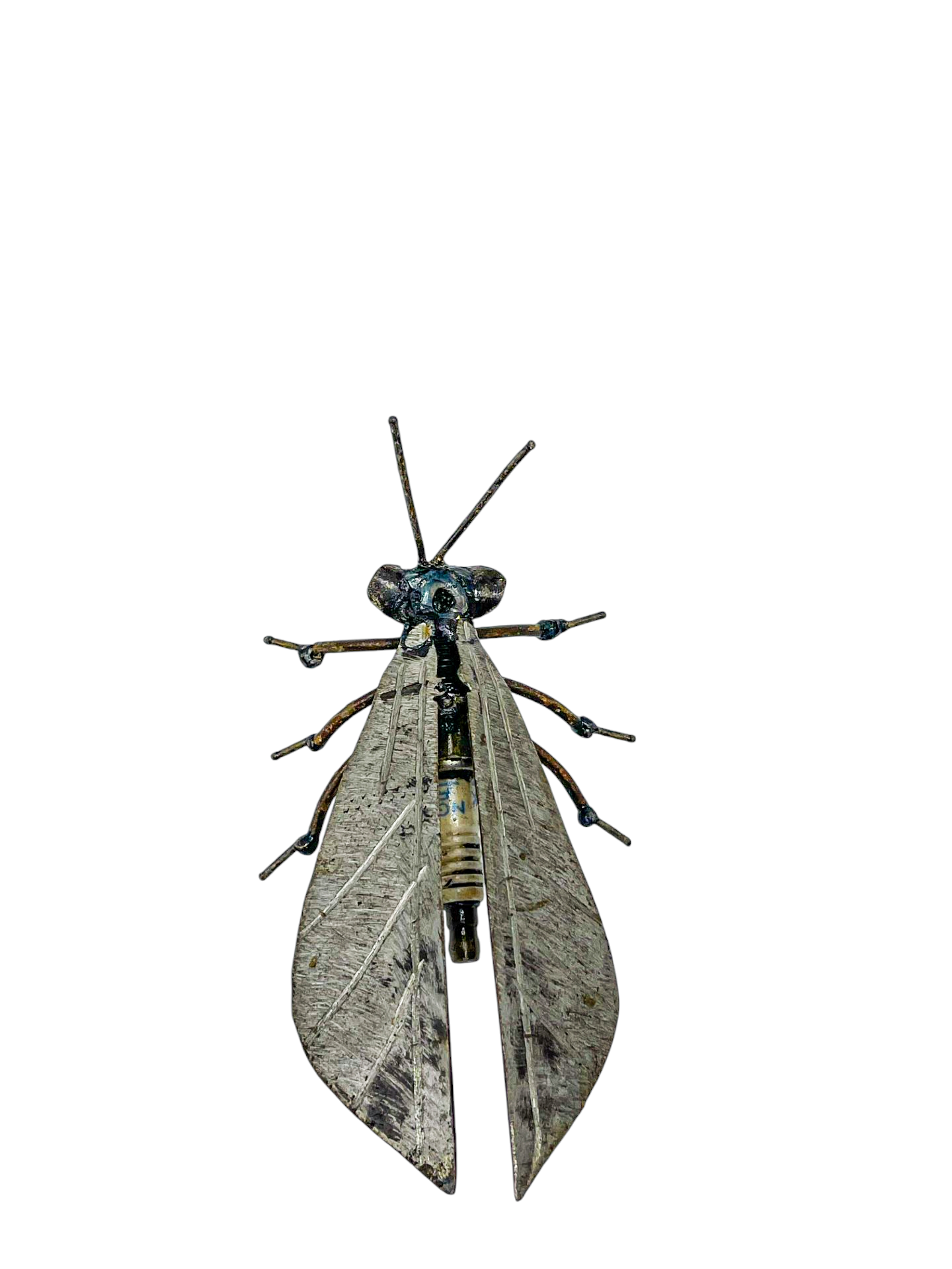 Great Black Wasp
