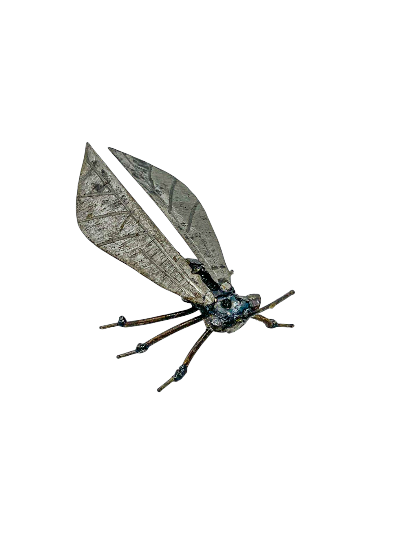 Great Black Wasp