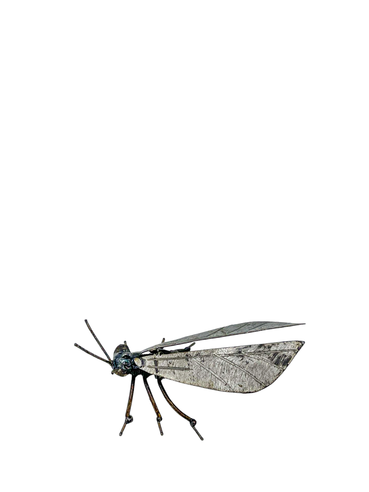 Great Black Wasp