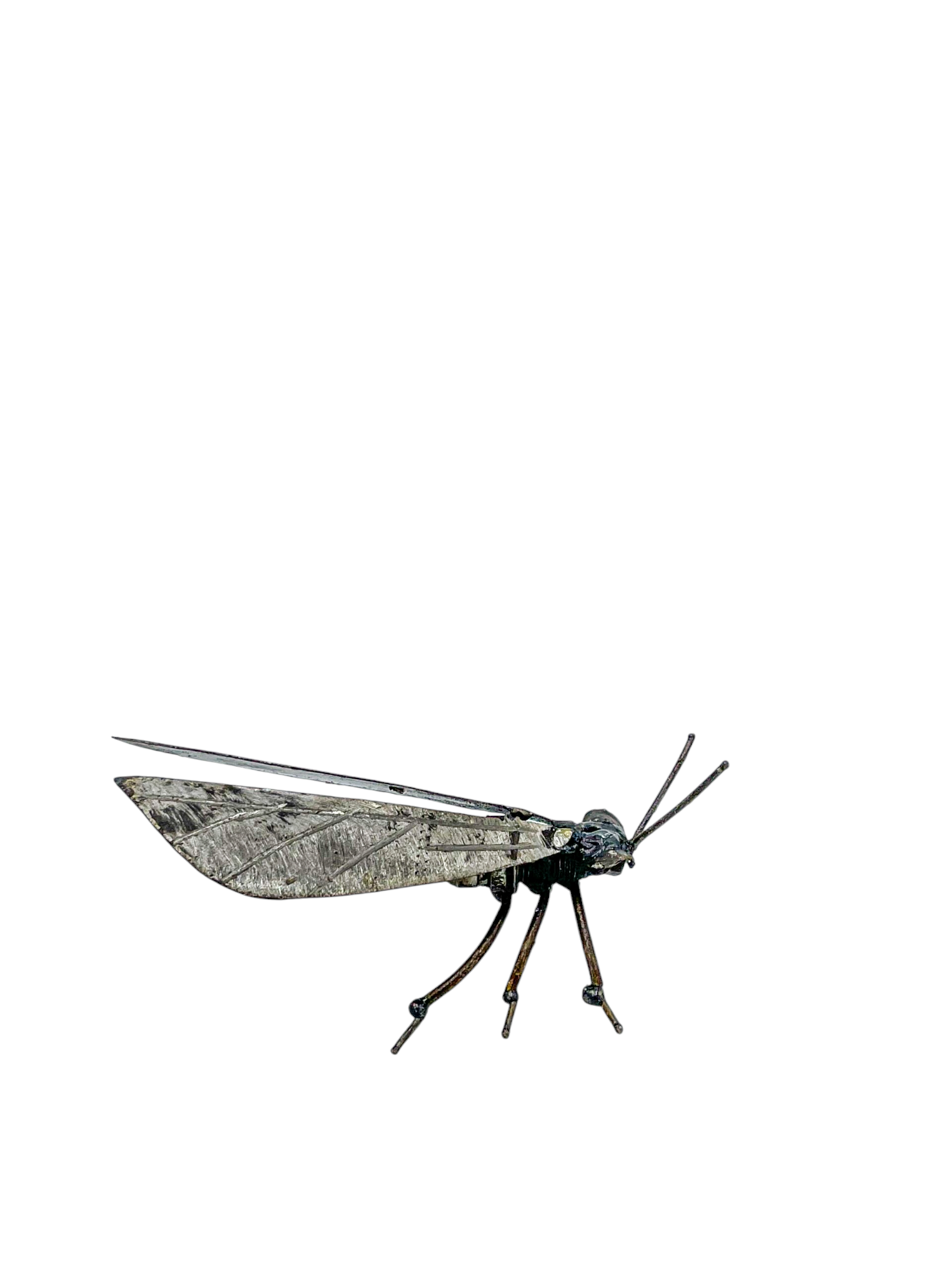 Great Black Wasp