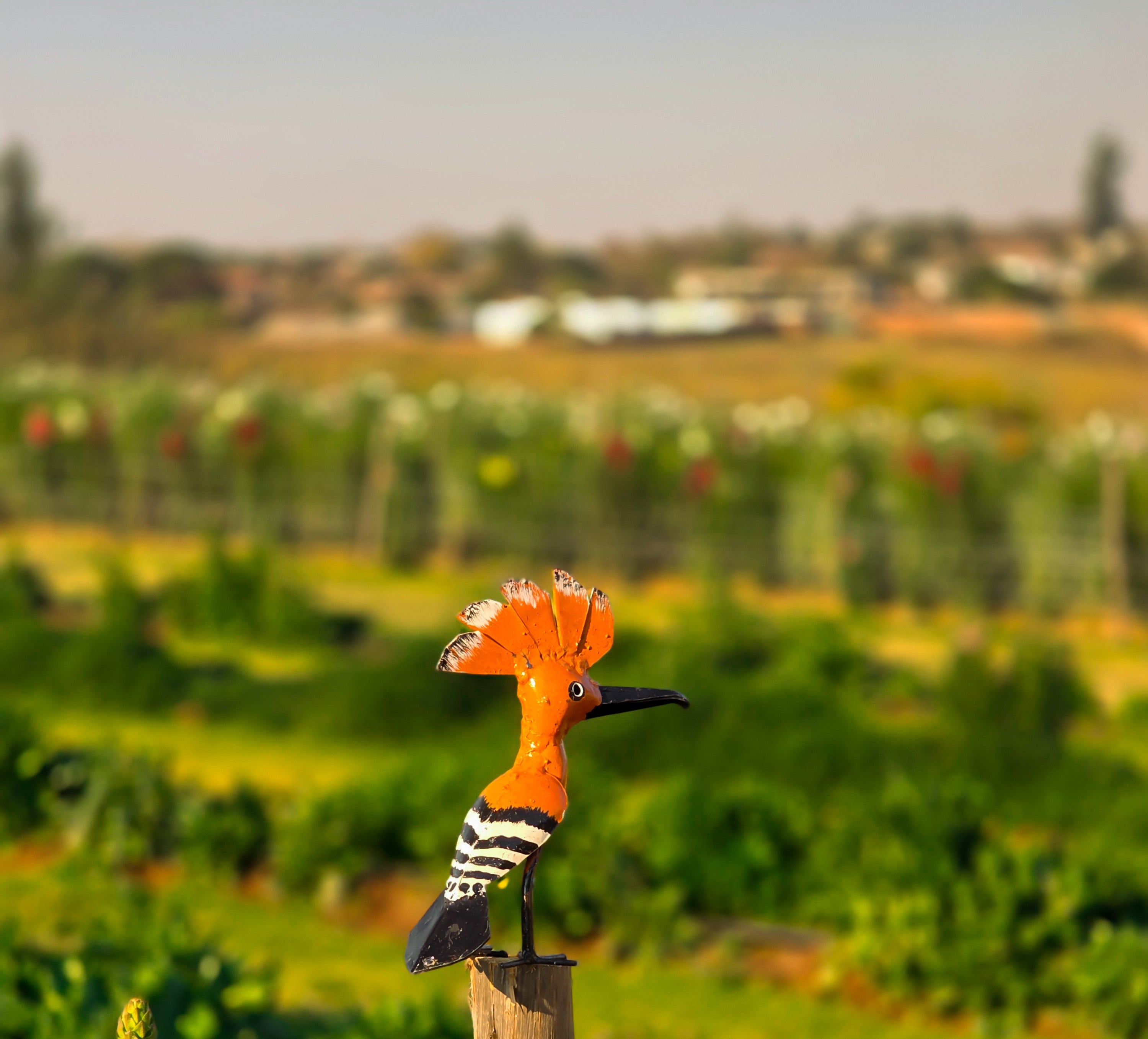 hoopoe bird garden sculpture outdoor recycled metal Afrisculpts